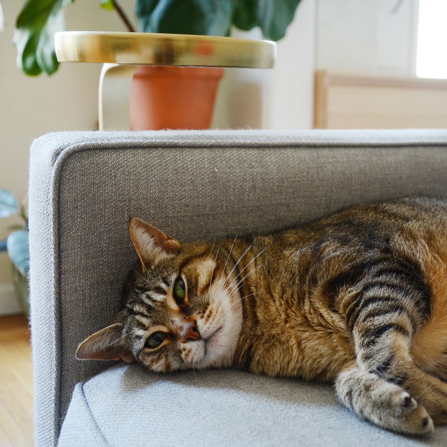 Robot therapy store cat